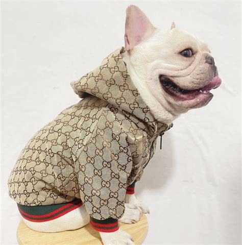 gucci pet accessories|designer dog clothes gucci.